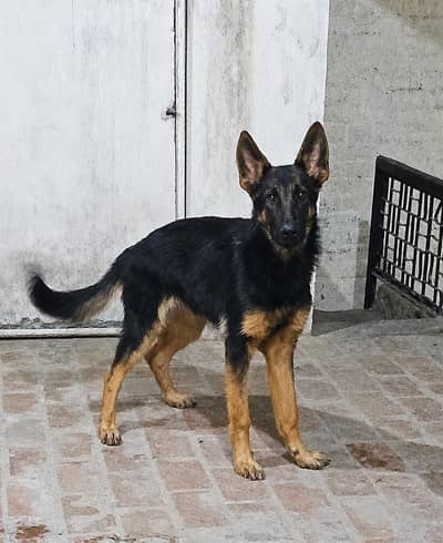 German Shepherd Female for Sale – 5 months Old