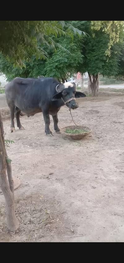 qrbani