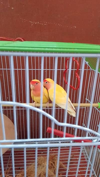 Lutino Bird, Lovebird