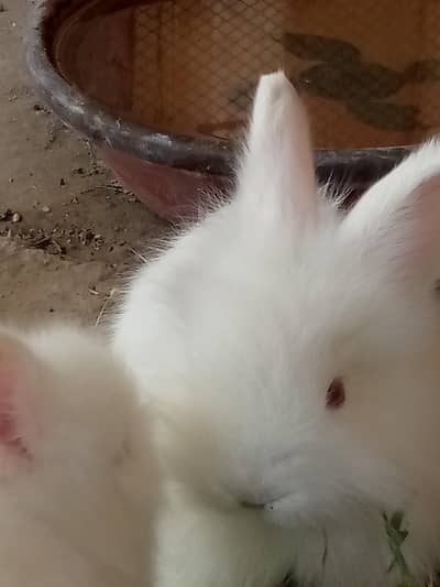 Enlish engora rabbit