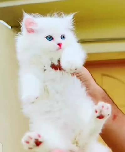person kitten for urgent sale My WhatsApp Number 0329=760=9271