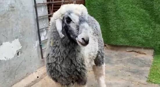 Dumba Bakra