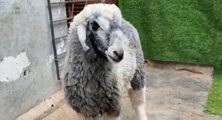 Dumba Bakra 2