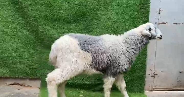 Dumba Bakra 3