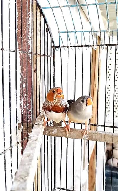 Mutation finches
