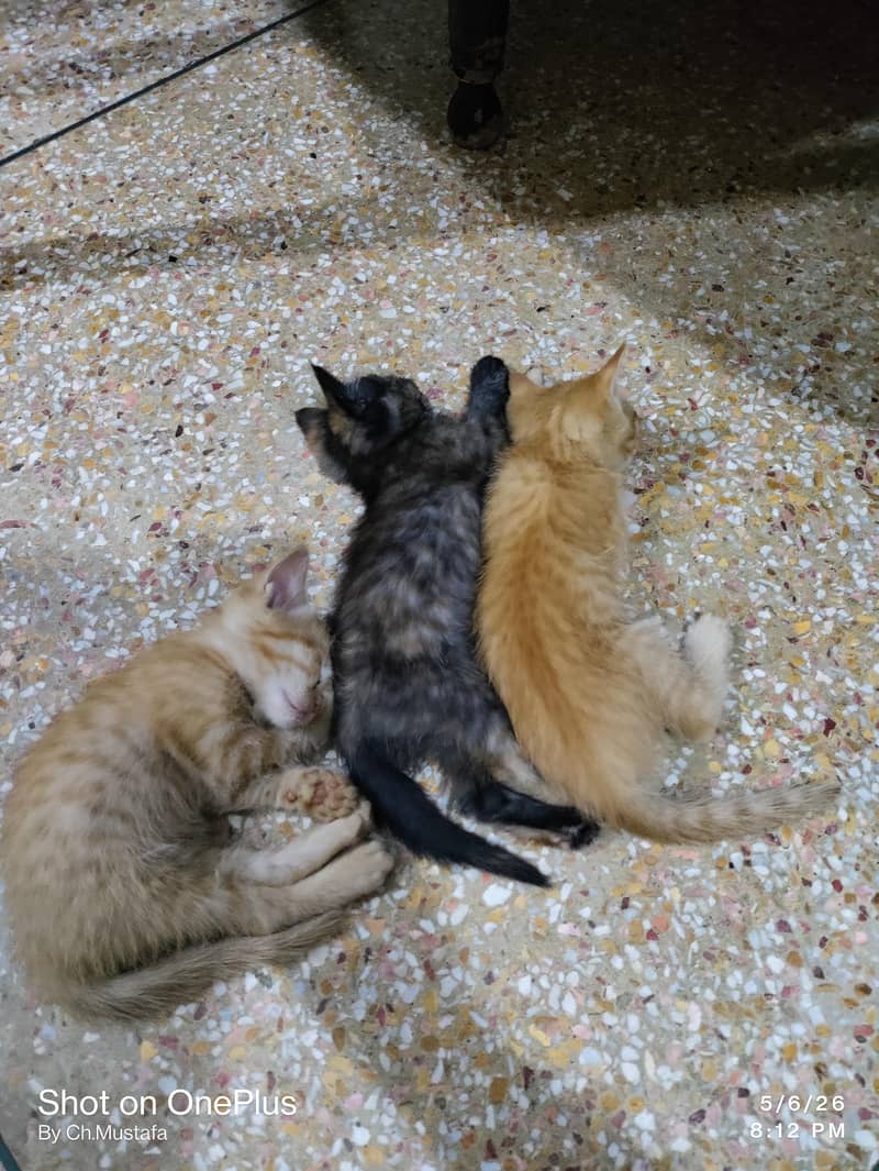 Persian kittens 0