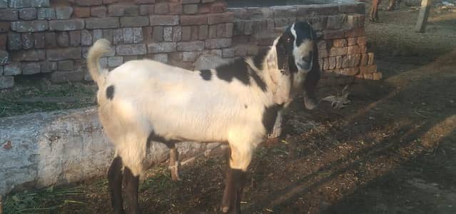 Qurbani k liye do daant gaaun ka bakra