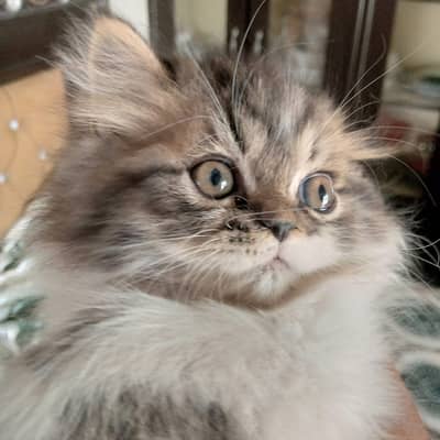 male cat