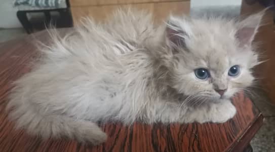 Triple coat persian kittens for sale.