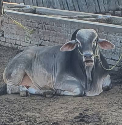 Bachra | Cholistani | Sahiwal wacha | bulls for Qurbani 2026