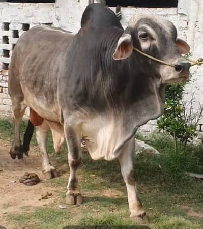 Bachra | Cholistani | Sahiwal wacha | bulls for Qurbani 2026