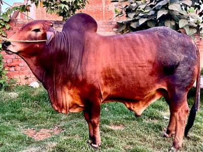 Bull / Bachra / Wacha / Desi bachre / Qurbani ka janwar / Qurbani 2026