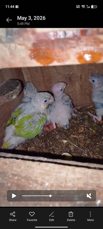 pineapple conure & green chick