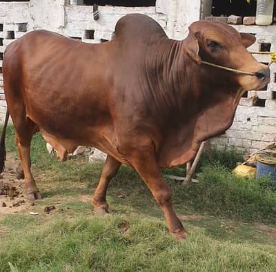 Bachra | Cholistani | Sahiwal wacha | bulls for Qurbani 2026