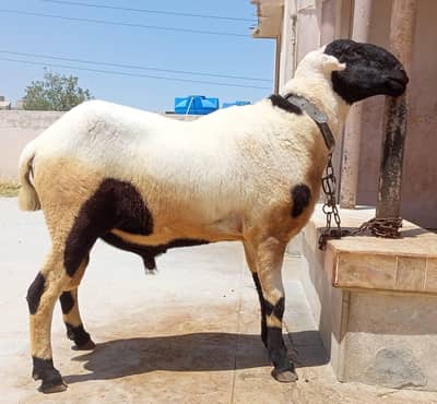 Dumba Available for sale