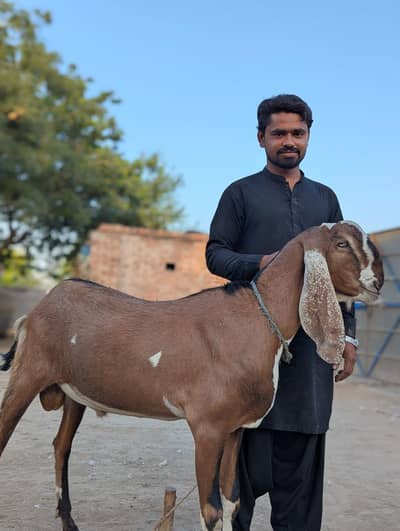 Baqry for sale
