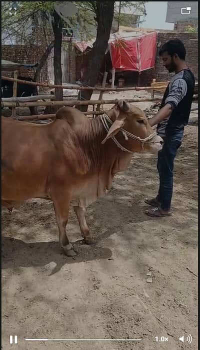 Sahiwal Bull || Bachra || donda wacha || Qurbani 2026 || bulls ||wacha