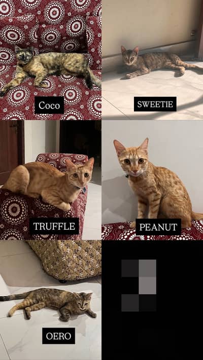 Cats for sale