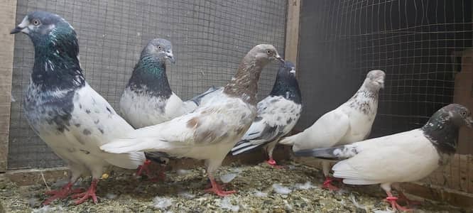 Goldan taddi lakhy slaety pigeons for sale.