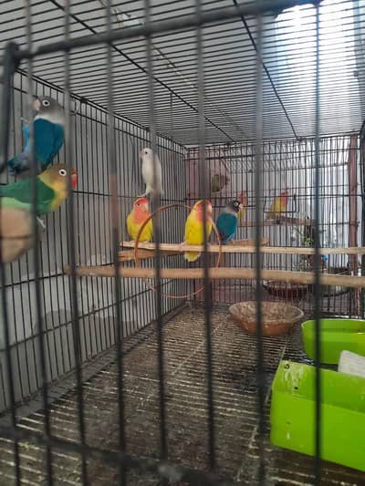 love birds home breeder pairs with cage and all accessories