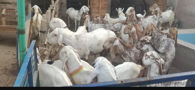 Makhi cheena Bakra |2 dant Goat|Qurbani 2026| 03005819070