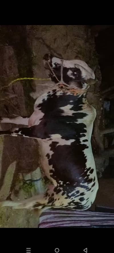 bachra