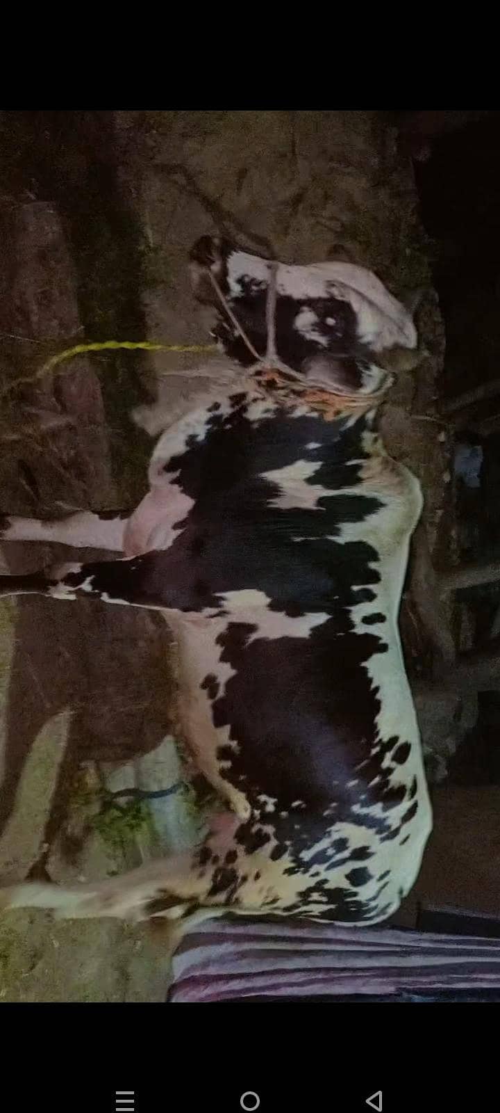 bachra 0