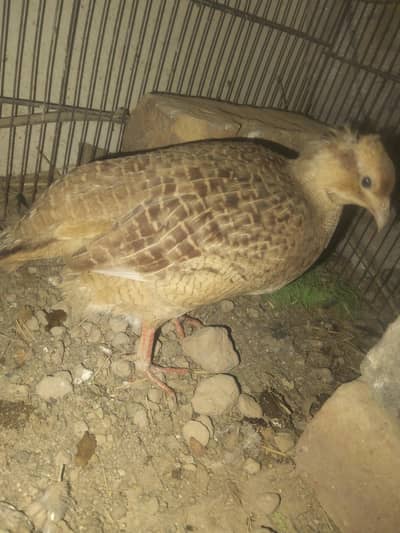 Irani bareed pir for sale madi eggs laying kar rhi hin