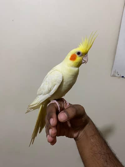 handtamed cream cocktail for sale !