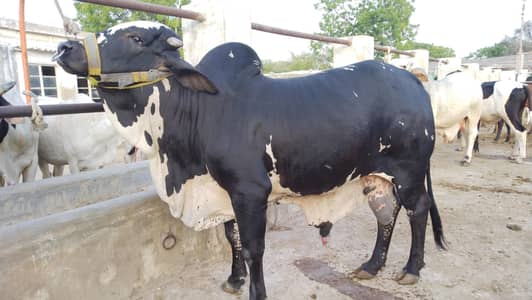 Qurbani 2026