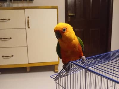 jenday conure with dna,cage
