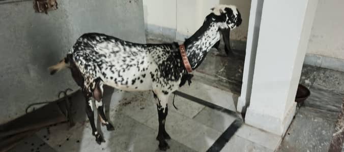 makhi cheeni black