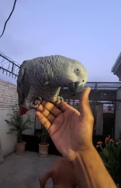 African Grey Hand Tame