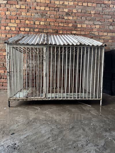 Dogs and Lion Cubs Cage