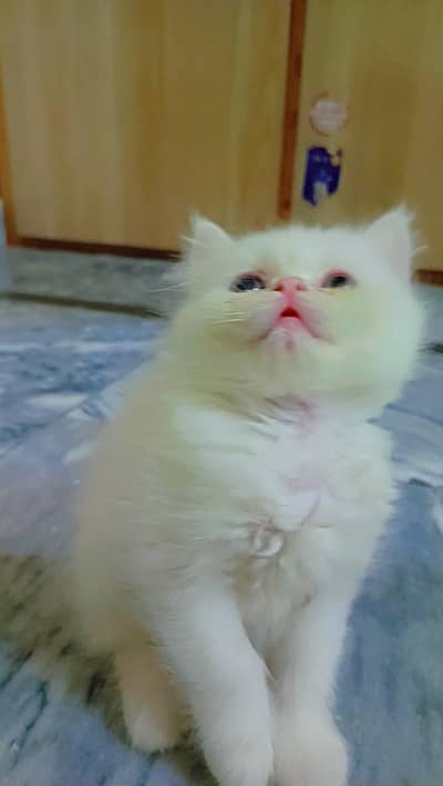 persian kittens| semi punch face Kitten |Triple Coat |white kittens