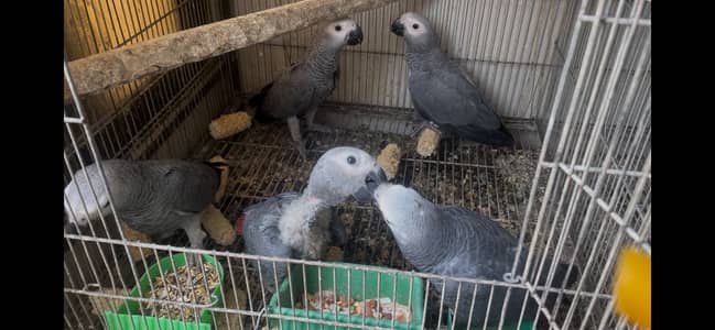 African Grey Parrots - African Gray Parrots