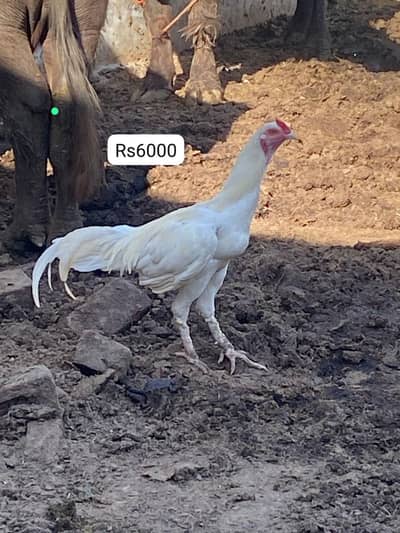 pepar white aseel pure pepar white no shade
