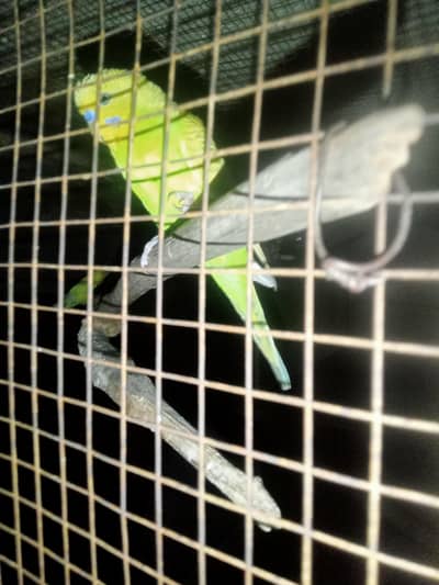 Beautiful colorful male budgie