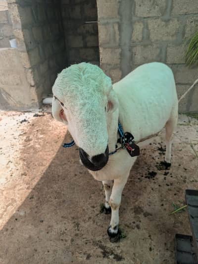 dumba 2 dant qurbani 2026