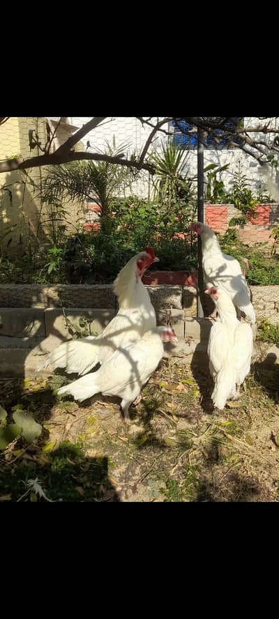 Top quality Heera Aseel male for sale