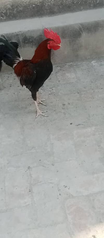 emergency sale 3 female 1 male