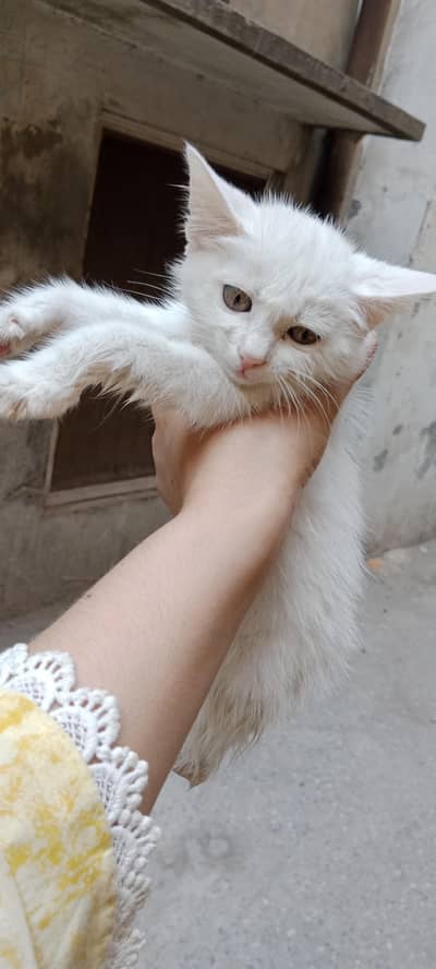 Persian cat