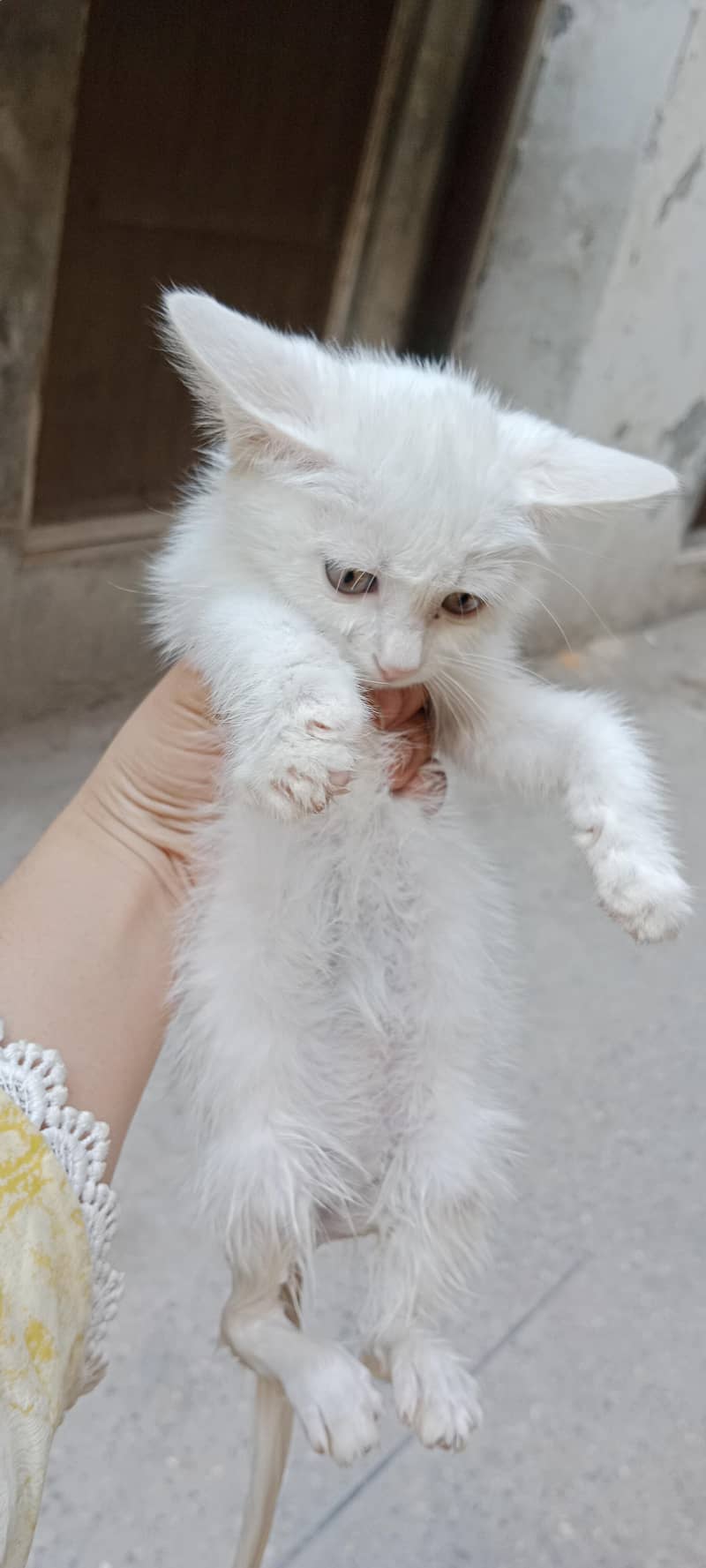 Persian cat 1