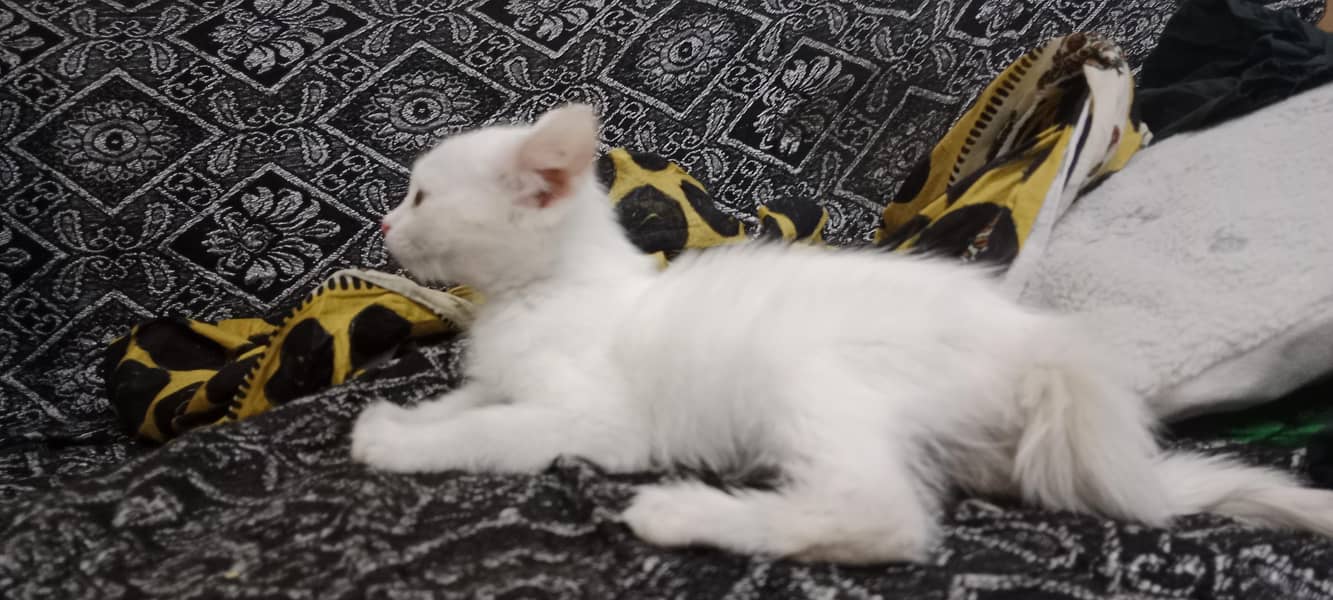 Persian cat 2