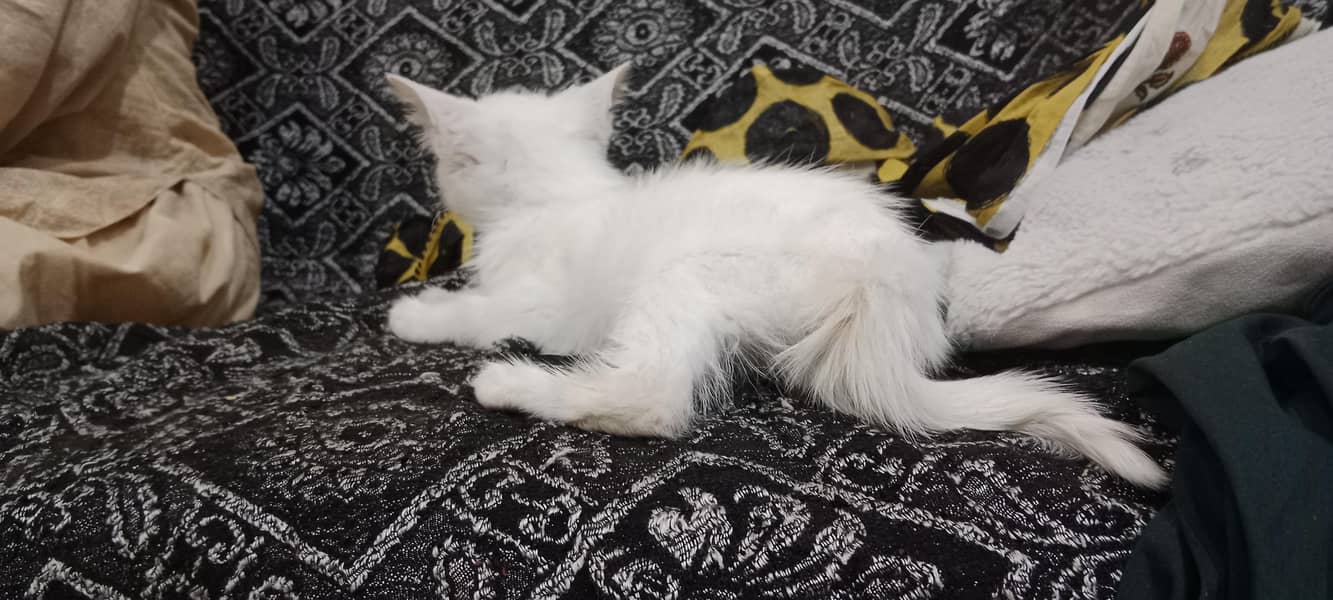 Persian cat 3