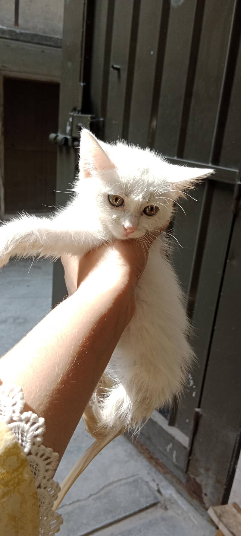 Persian cat 4