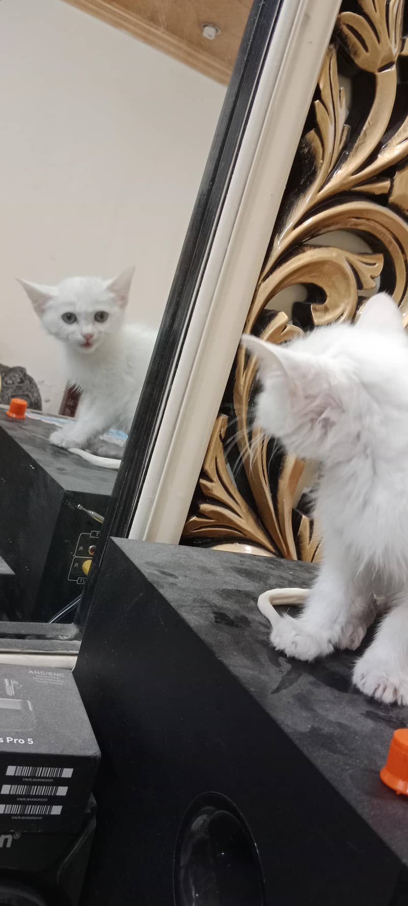 Persian cat 5