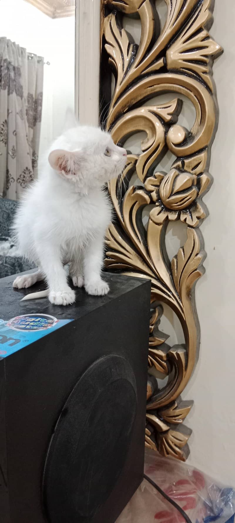 Persian cat 6