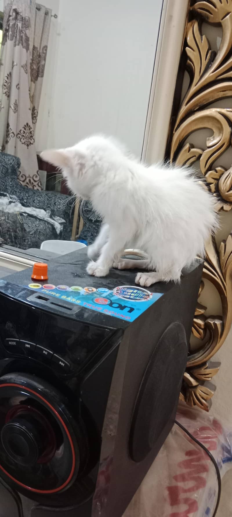 Persian cat 7