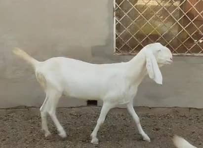 Pure Rajan Puri Gulabi Bakri near Bahishti Kot  Samabah03454805547
